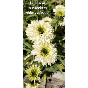 Echinacea sunseekers white perfection