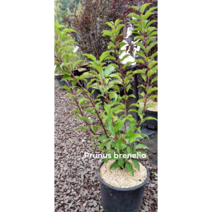 Prunus lusitanica brenelia