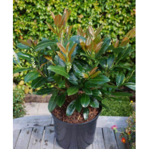 Prunus laurocerasus titan