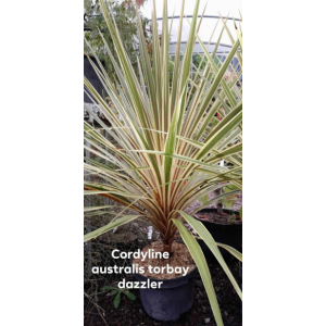 Cordyline australis torbay dazzler