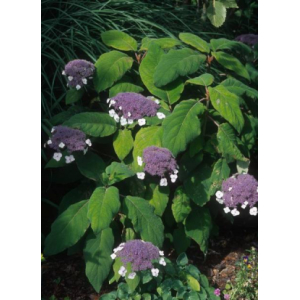Hydrangea aspera macrophylla