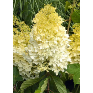 Hydrangea paniculata limelight