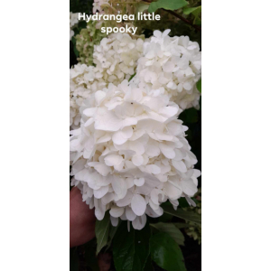 Hydrangea little spooky