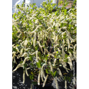 Itea virginica love child