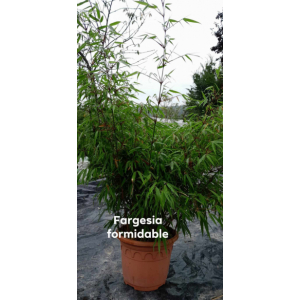Fargessia formidable