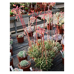 Plant crassulaceae echeveria agavoide