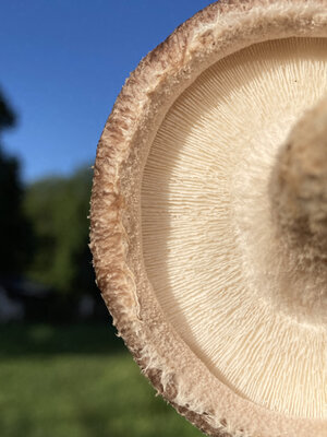 Shiitake