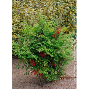 Nandina domestica richmond