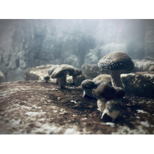 Shiitake bios