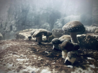 Shiitake bios