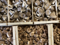 Panaché de nos champignons du moment