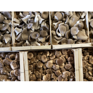 Panaché de nos champignons du moment