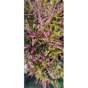 Bruyere 'erica calluna vulgaris marlies red