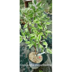 Cornus alba elegantissima