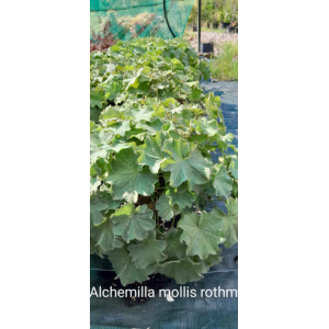 Alchemilla mollis rothm
