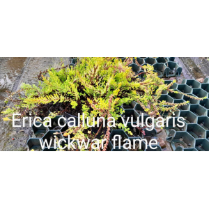 Erica calluna vulgaris wickwar flame