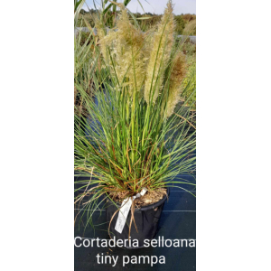 Cortaderia selloana tiny pampa