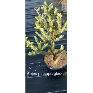 Abies pinsapo glauca