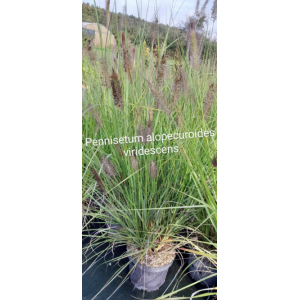 Pennisetum alopecuroides viridescenss