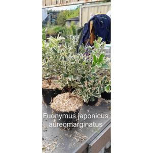 Euonymus japonicus aureomarginatus