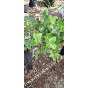 Euonymus emerald and gold