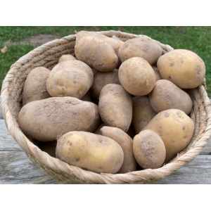 Pommes de terre bintje