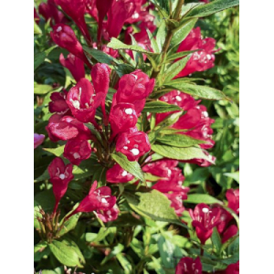 Weigelia piccobella rosso