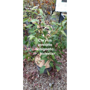 Corylus avellana laciniata