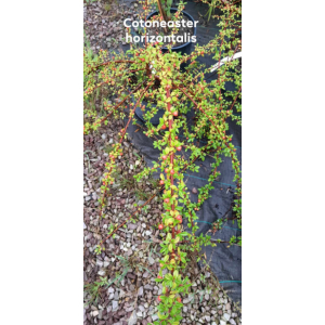 Cotoneaster horizontalis