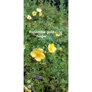 Potentilla fruticosa goldfinger