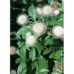 Cephalanthus occidentalis fiber optics