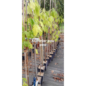 Asiminier triloba paw paw