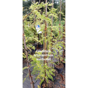 Gleditsia triacanthos sunburst
