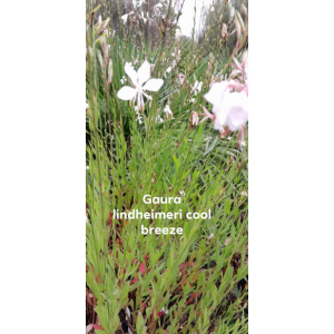 Gaura lindheimeri cool breeze