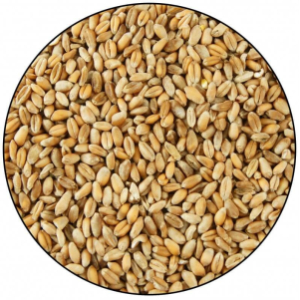 Grains de blé pour volaille