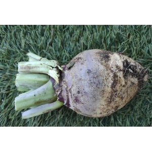 Rutabaga