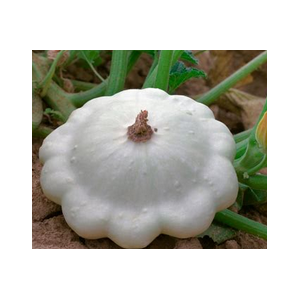 Patisson environ 1 kg