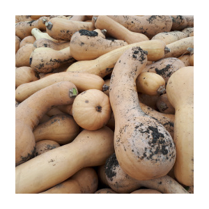 Courge butternut bio portion env. 1kg