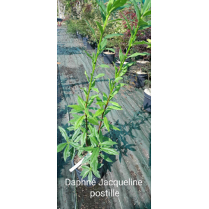 Daphné jacqueline postille