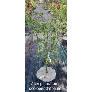 Acer palma scolopendrifolium(érable du japon)