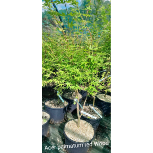 Acer palmatum red wood (erable du japon)