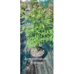 Acer palmatum arakawa(érable du japon)