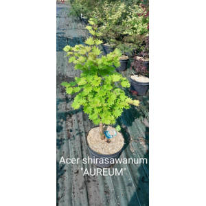 Acer shirasawanum aureum (érable du japon)