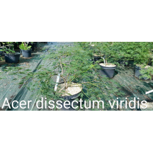 Acer palma dissectum viridis(érable du japon)