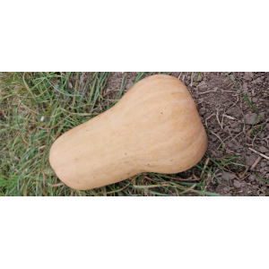 Courges butternut