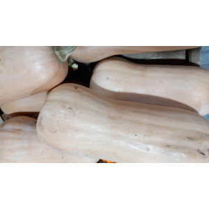 Courge butternut