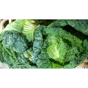 Chou vert frisé