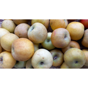 Purée de fruit - 100% Pommes - Pot de 220g et 430g - Fruits et légumes -  EARL Burnereau