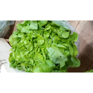 Salade batavia