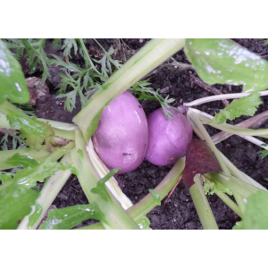 Navet violet (en botte)